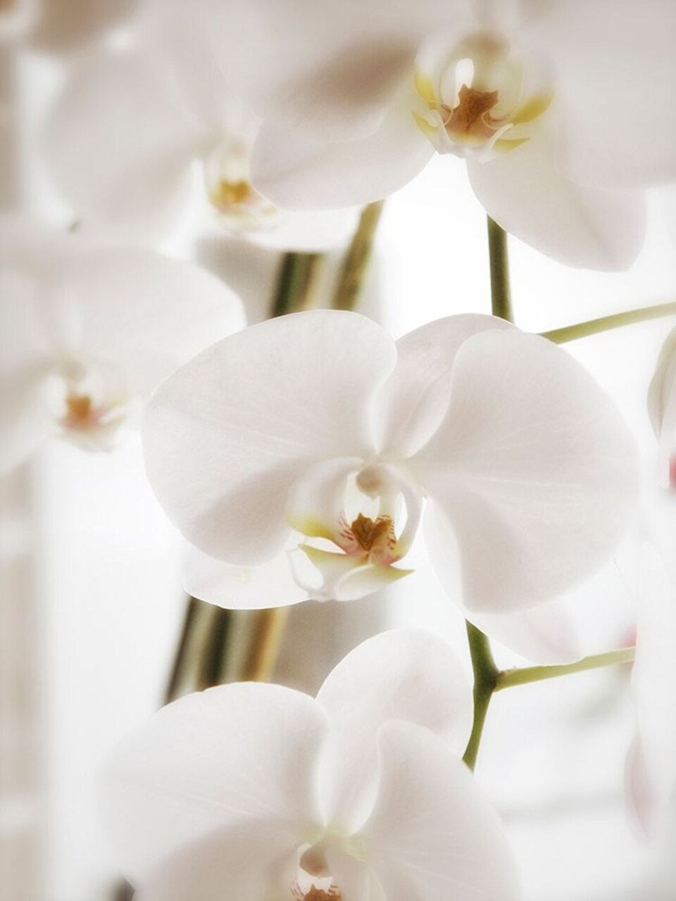 White Orchids Poster Print by Savanah Plank # SK113993